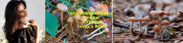 прущие крисы Алзамай
